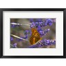 Michele Niles / DanitaDelimont - Marbled Butterfly On Valensole (R1054016-AEAEAGOFDM)