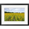 Richard & Susan Day / DanitaDelimont - Sunflowers In Field (R1054157-AEAEAGOFDM)