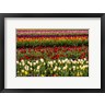 Michel Hersen / Danita Delimont - Tulip Field In Bloom (R1054189-AEAEAGOFDM)
