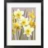 House Fenway - Spring Daffodils (R1054238-AEAEAGOFDM)