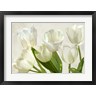 Luca Villa - White Tulips (R1054810-AEAEAGOFDM)