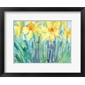 Sam Dixon - Daffodil Blooms I (R1059806-AEAEAGOFDM)