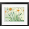 Sam Dixon - Daffodils Orange and White II (R1059809-AEAEAGOFDM)