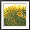 Shirley Novak - Sunflower Field (R1061437-AEAEAGOFDM)