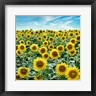 Alan Blaustein - Cortona Sunflowers #2 (R1061703-AEAEAGOFDM)