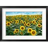 Alan Blaustein - Cotona Sunflowers #1 (R1061704-AEAEAGOFDM)