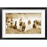 Lisa Dearing - San Cristobol Horses (R1061786-AEAEAGOFDM)