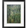 Alan Majchrowicz - Superior National Forest IV Crop (R1064135-AEAEAGOFDM)