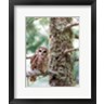 Dick Petrie - Mexican Spotted Owl (R1065452-AEAEAGOFDM)