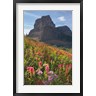 Alan Majchrowicz - Boulder Pass Wildflowers (R1066035-AEAEAGOFDM)
