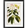 Vision Studio - Vintage Rhododendron I (R1069627-AEAEAGOFDM)