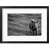 Nathan Larson - Highland Cow Calf in the Wind (R1071214-AEAEAGOFDM)