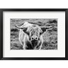 Nathan Larson - Highland Cow Staring Contest (R1071215-AEAEAGOFDM)