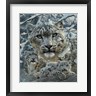 Collin Bogle - Snow Leopard Collage (R1071287-AEAEAGOFDM)