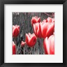 Emily Navas - Red Tulips I (R1072207-AEAEAGOEDM)