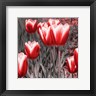 Emily Navas - Red Tulips II (R1072208-AEAEAGOEDM)
