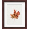Jennifer Parker - Watercolor Autumn Leaf II (R1073631-AEAEAGLFGM)