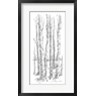 Ethan Harper - Birch Tree Sketch I (R1076837-AEAEAGOFDM)