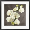 Andrea Antinori - Orchids on Grey Background II (R1077972-AEAEAGOFDM)