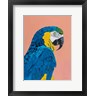 Pamela Munger - Blue and Gold Macaw (R1079359-AEAEAGOFDM)