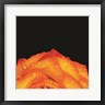 Donnie Quillen - Orange Petals (R1082243-AEAEAGOFDM)
