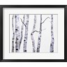 Sheila Finch - Birch Trees I (R1082745-AEAEAGOFDM)