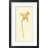 Emma Caroline - Vintage Daffodil II (R1082797-AEAEAGOFDM)