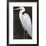 Timothy O'Toole - White Heron Portrait II (R1082918-AEAEAGOFDM)