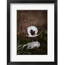 Incado - White Poppies (R1083691-AEAEAGOFDM)