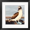 Anna Coppel - Blue Footed Booby (R1083822-AEAEAGOEDM)