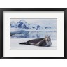 Pixelmated Animals - Leopard Seal (R1088679-AEAEAGOFDM)