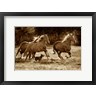 Lisa Dearing - Paso Horses (R1089798-AEAEAGOFDM)