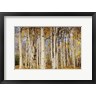 Michel Hersen / Danita Delimont - Aspens With Autumn Foliage, Kaibab National Forest, Arizona (R1090825-AEAEAGOFDM)