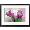 Deborah Sandidge / DanitaDelimont - Pastel Pink Blooming Tulips (R1090833-AEAEAGOFDM)
