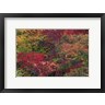 Tom Norring / Danita Delimont - Fall Colors Seattle Arboretum Washington (R1090843-AEAEAGOFDM)