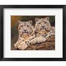 David Stribbling - Snow Leopards (R1091649-AEAEAGOFDM)
