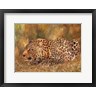 David Stribbling - Leopard About To Pounce (R1091769-AEAEAGOFDM)