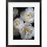Carina Okula - Paris Bloom - Market Flowers (R1093032-AEAEAGOFDM)