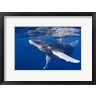 Bruce Shafer/Stocktrek Images - Humpback Whale Calf Playing At the Surface (R1093099-AEAEAGOFDM)