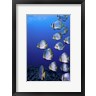 Beth Watson/Stocktrek Images - Schooling Circular Batfish, Indonesia (R1093112-AEAEAGOFDM)