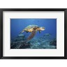 David Fleetham/Stocktrek Images - Green Sea Turtles Off Maui, Hawaii (R1093121-AEAEAGOFDM)