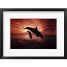 David Fleetham/Stocktrek Images - A Pair Of Atlantic Bottlenose Dolphins (R1093128-AEAEAGOFDM)