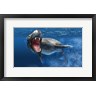 Leonello Calvetti/Stocktrek Images - Leopard Seal Swimming Underwater (R1093145-AEAEAGOFDM)