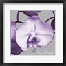 Dianne Poinski - Thankful Orchids (R1095867-AEAEAGOFDM)