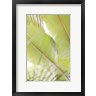 Lynann Colligan - Palm Leaves No. 2 (R1096924-AEAEAGOFDM)