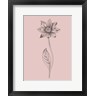 Jasmine Woods - Dahlia Blush Pink Flower (R1098056-AEAEAGOFDM)