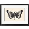 Avery Tillmon - Moth V (R1099018-AEAEAGOFDM)