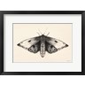 Avery Tillmon - Moth I (R1099022-AEAEAGOFDM)