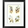 John Gould - Miniature Gould Hummingbirds (R141195-AEAEAGOEDM)