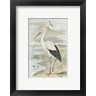 F.W. Frohawk - White Stork (R141216-AEAEAGOFLM)